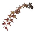 Hedera Light carmine